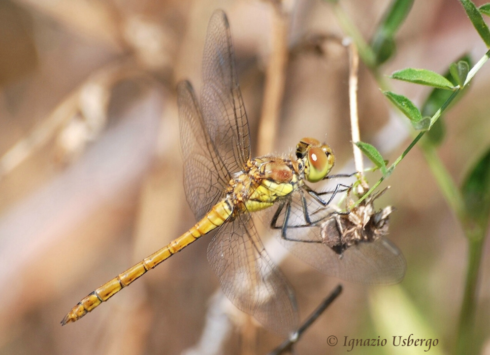 Scheda: Sympetrum striolatum